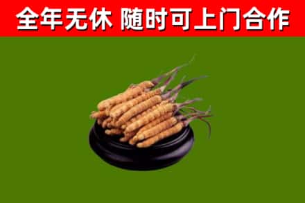 周口回收散虫草