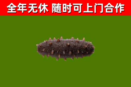 周口回收海参干